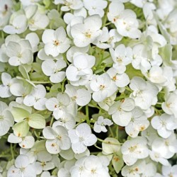 White Hydrangea Close Up